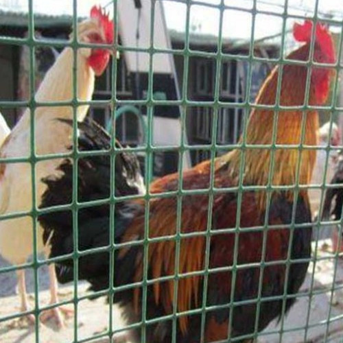 ��˿��������